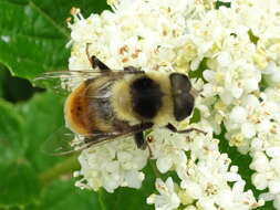 Imagem de Eristalis flavipes Walker 1849