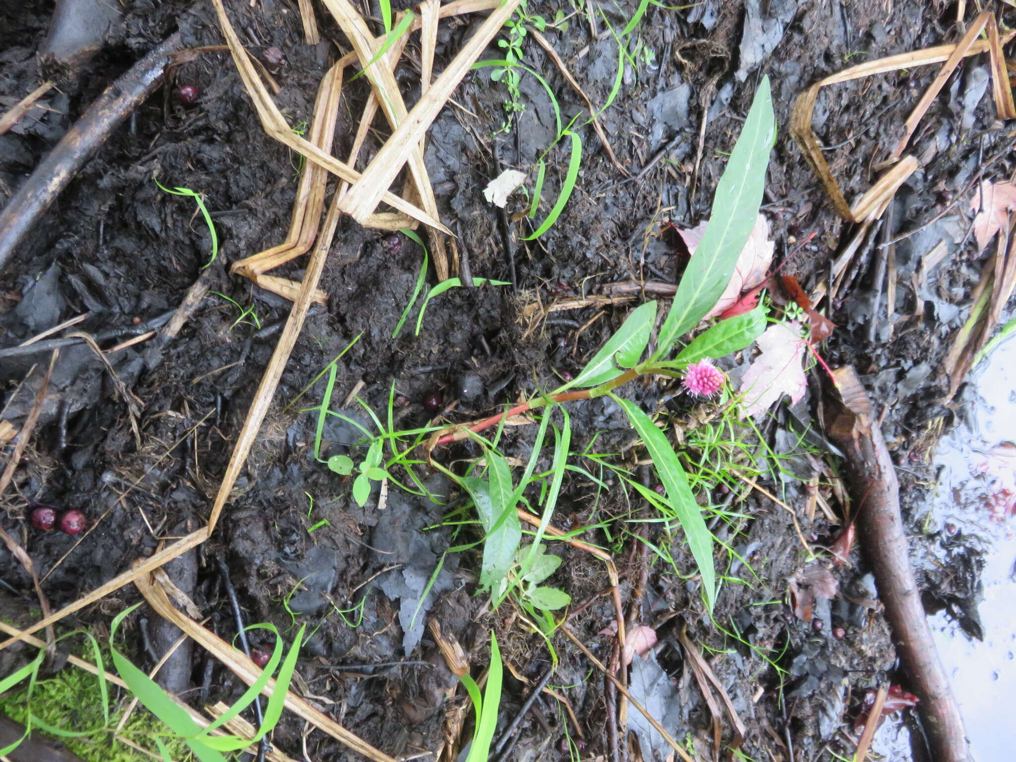 Image of water smartweed