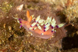 Image of Whitetip purple cerrata pink slug