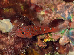 Image of Caesiura dwarfgoby