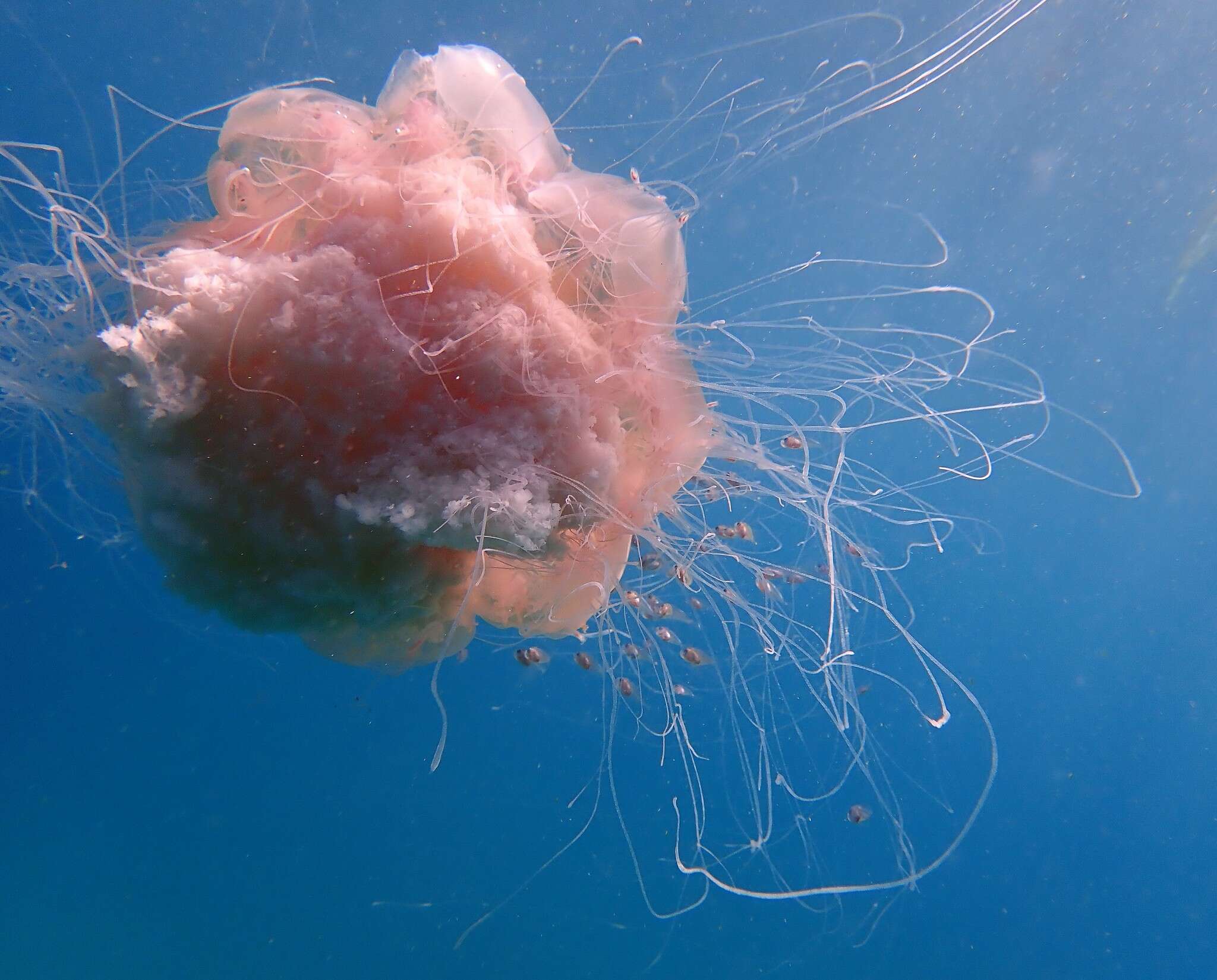 Image of Cyanea rosea Quoy & Gaimard 1824