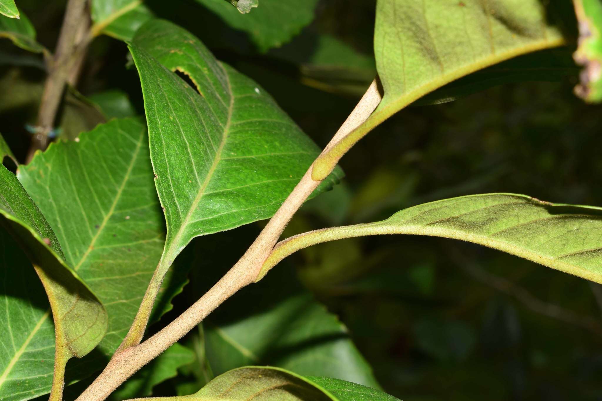 Image of Roupala monosperma (Ruiz & Pav.) I. M. Johnston