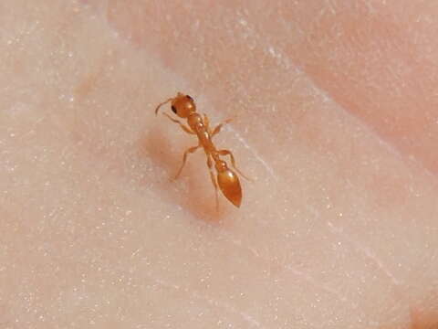 Image of Pseudomyrmex pallidus (Smith 1855)