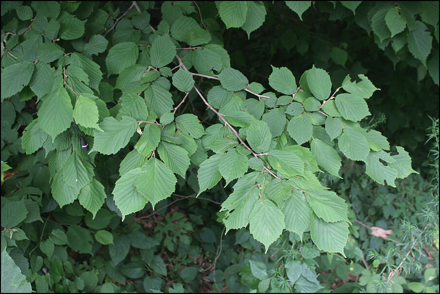 Image of Corylus sieboldiana Blume