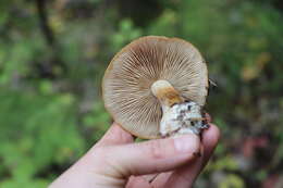 Image of Cortinarius talus Fr. 1838