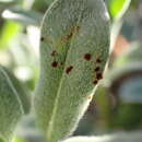 Image of Puccinia oenotherae Vize 1877