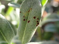 Imagem de Puccinia oenotherae Vize 1877