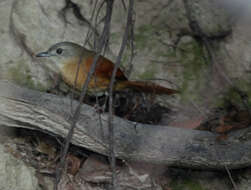 Image of White-lored Spinetail