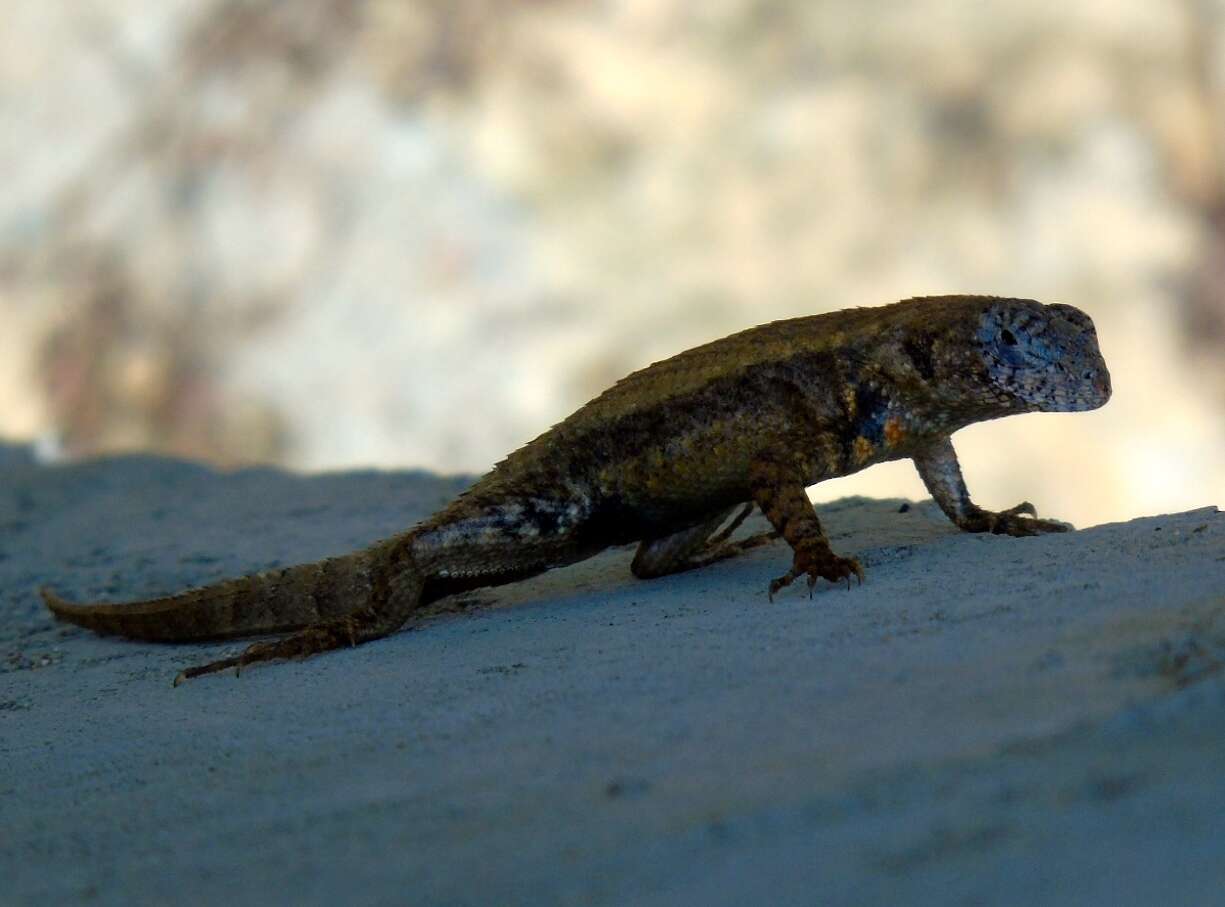 Image of Nelson's Spiny Lizard