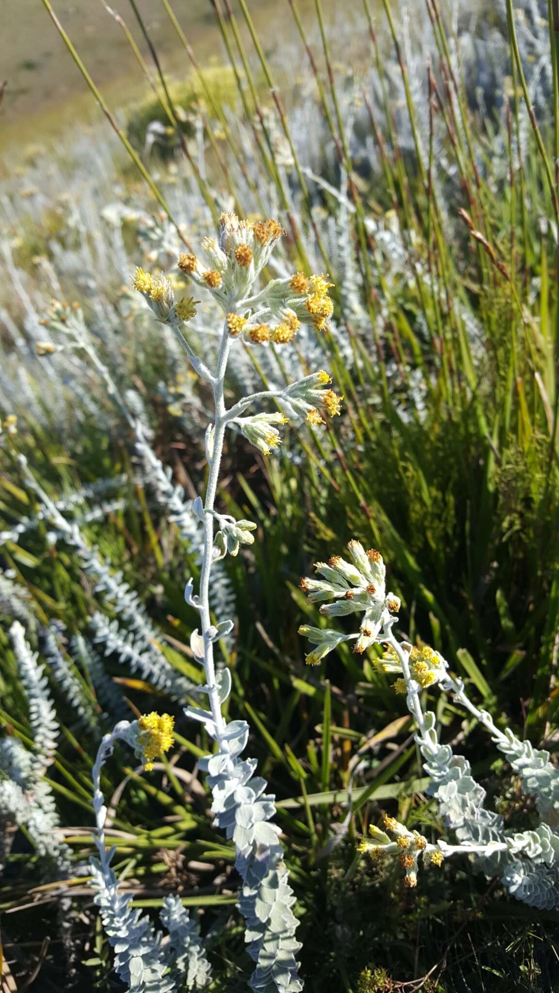 Plancia ëd Senecio pauciflosculosus C. Jeffrey