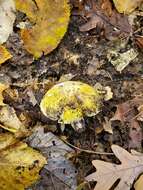 Image of Tricholoma sejunctum (Sowerby) Quél. 1872