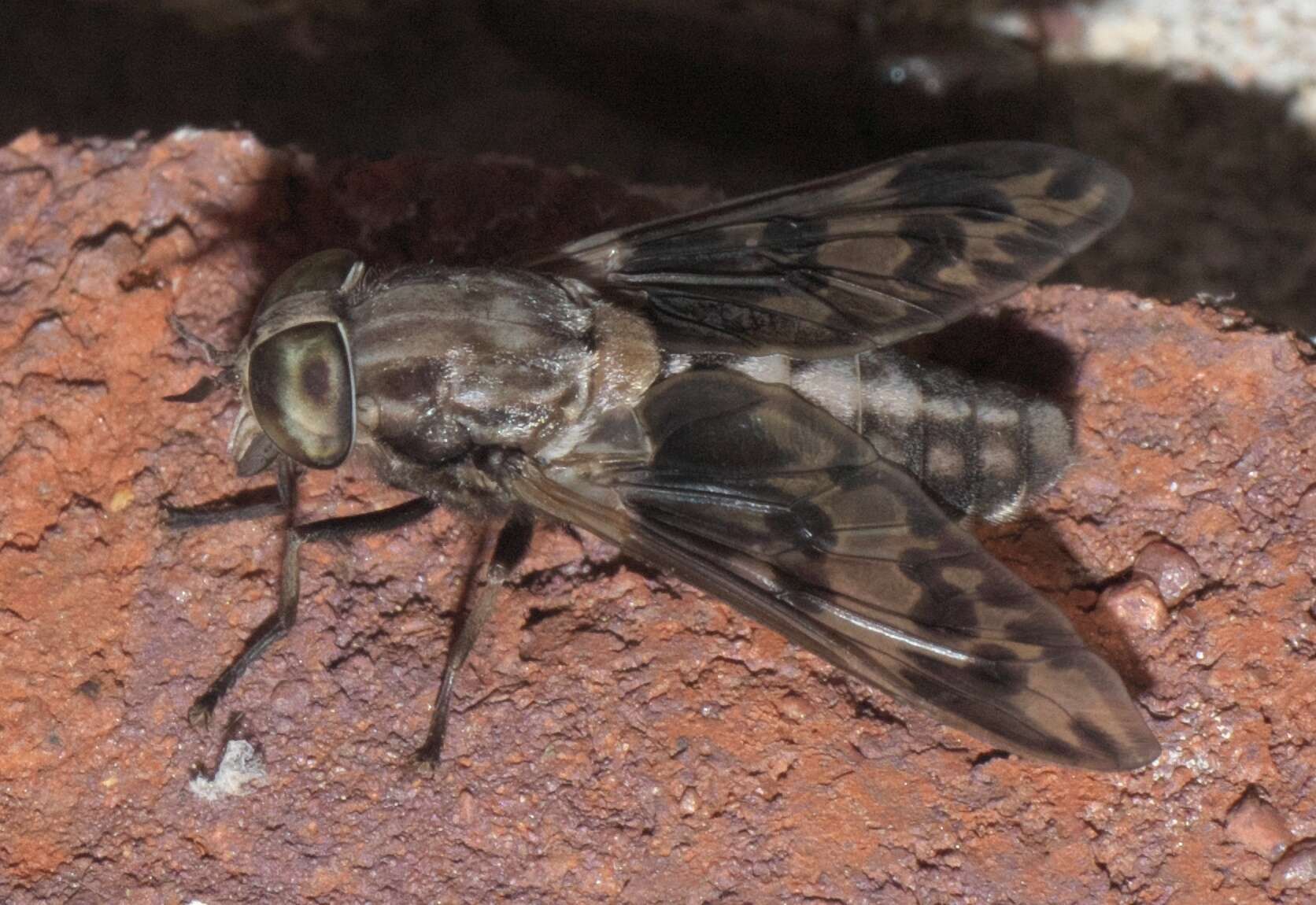 Imagem de Tabanus venustus Osten Sacken 1876