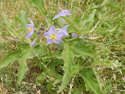 Imagem de Solanum dimidiatum Rafin.