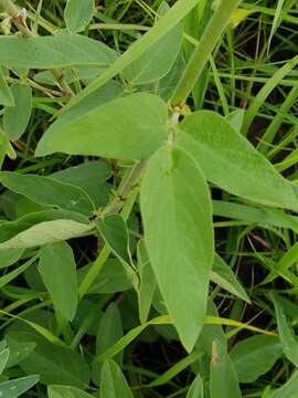 Image of Illinois ticktrefoil