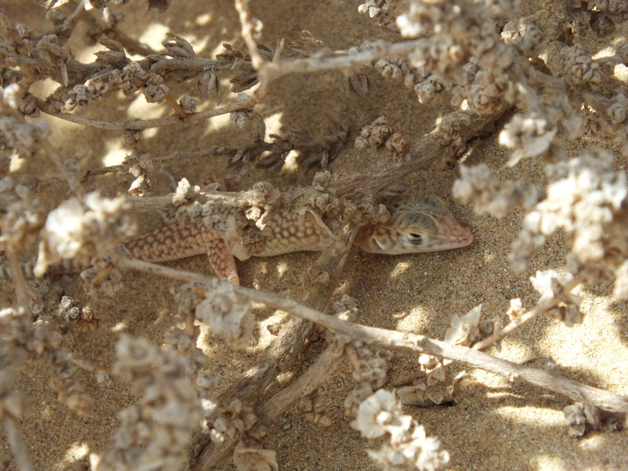 Plancia ëd Acanthodactylus schmidti Haas 1957