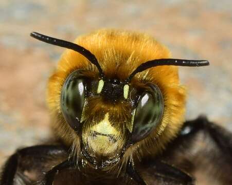 Image of Anthophora atroalba Lepeletier 1841