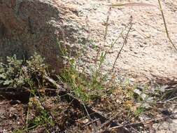 Image of tropical milkwort