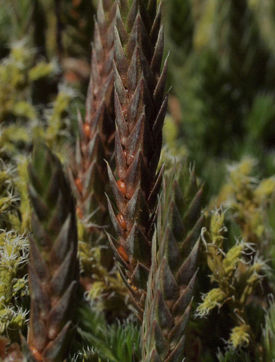 Selaginella densa var. scopulorum (Maxon) R. Tryon resmi