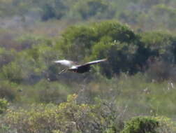 Image of Black Harrier