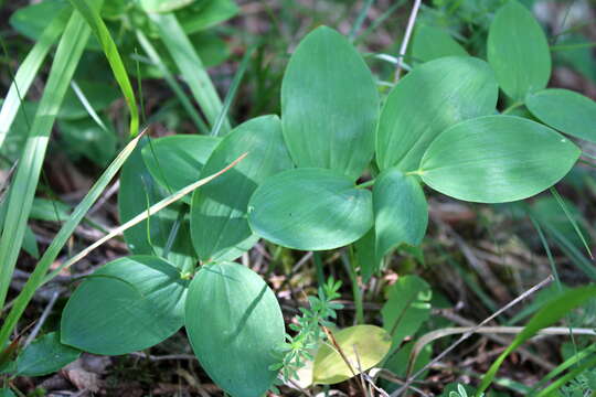 Image of Broadleaf solomon's seal