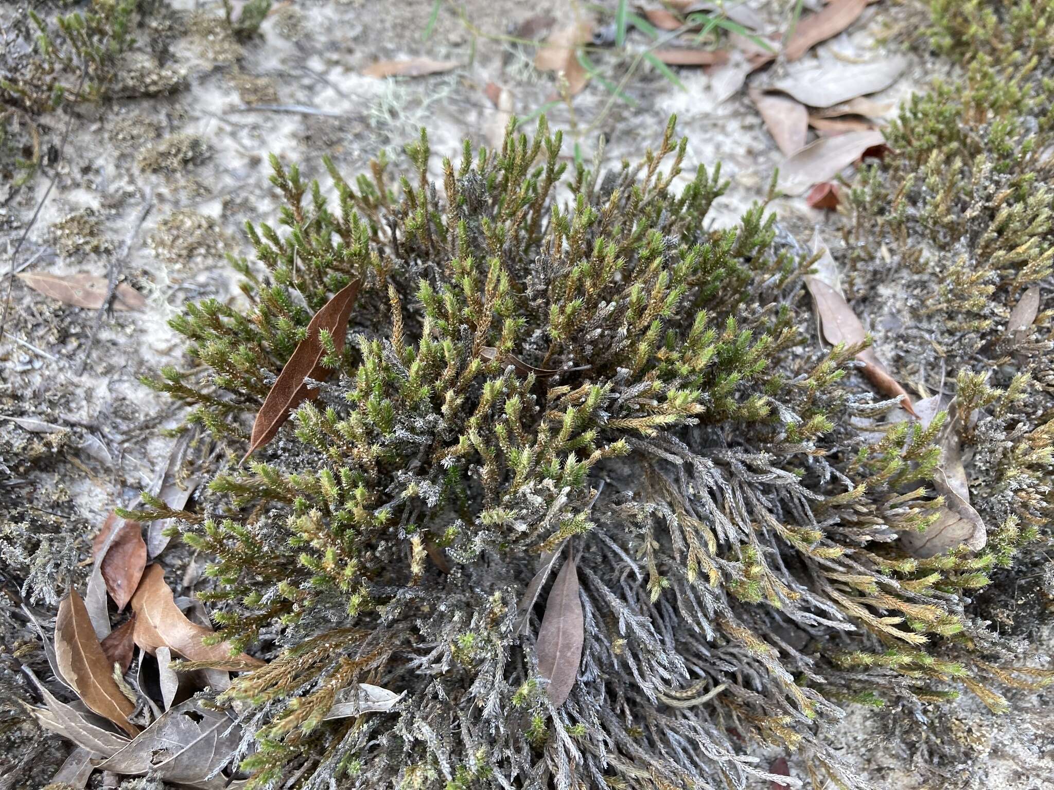 Image de Selaginella arenicola subsp. riddellii (Van Eselt.) B. Tryon