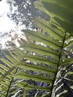 Plancia ëd Polypodium pellucidum Kaulf.