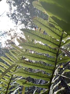 Image de Polypodium pellucidum Kaulf.