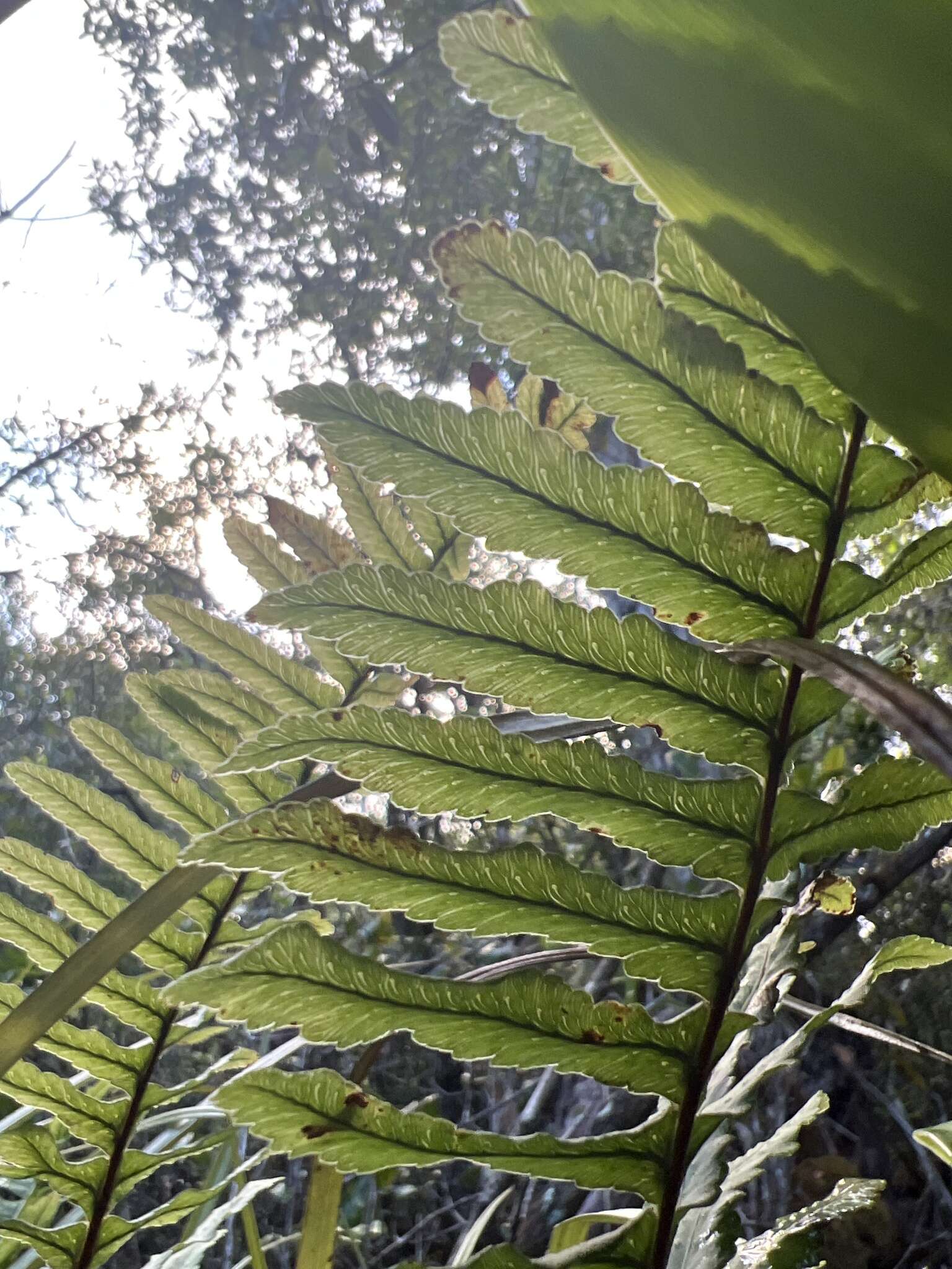 Sivun Polypodium pellucidum Kaulf. kuva