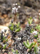 Image of Drimia albiflora (B. Nord.) J. C. Manning & Goldblatt