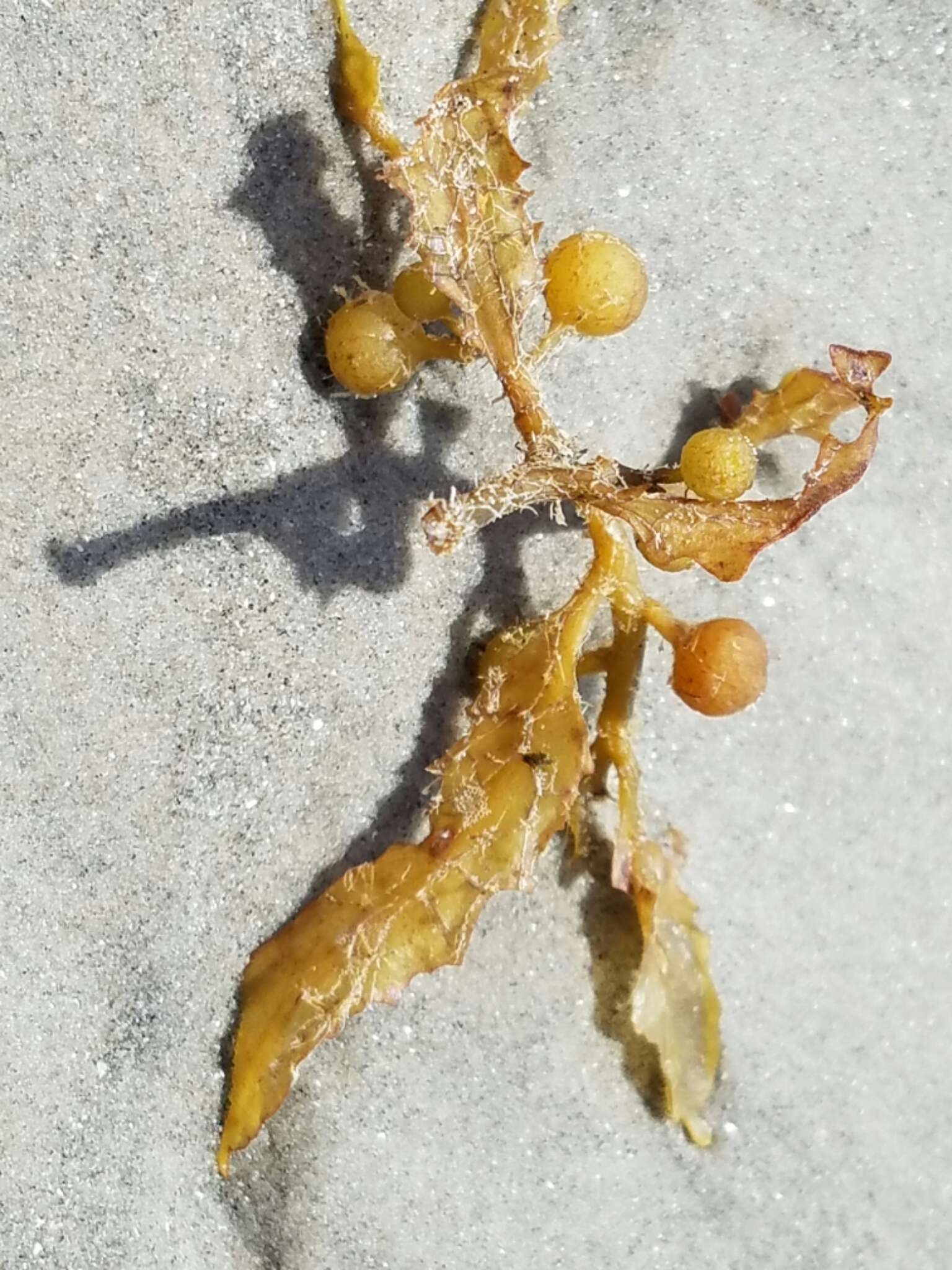 Image of Sargassum fluitans