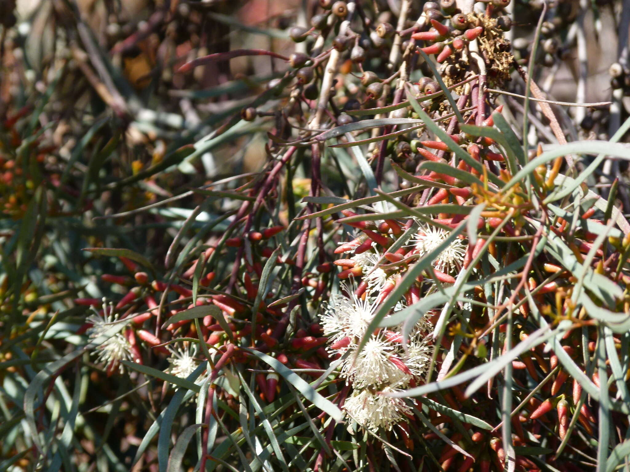 Image of eucalyptus