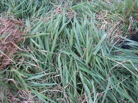 Image of reed canarygrass