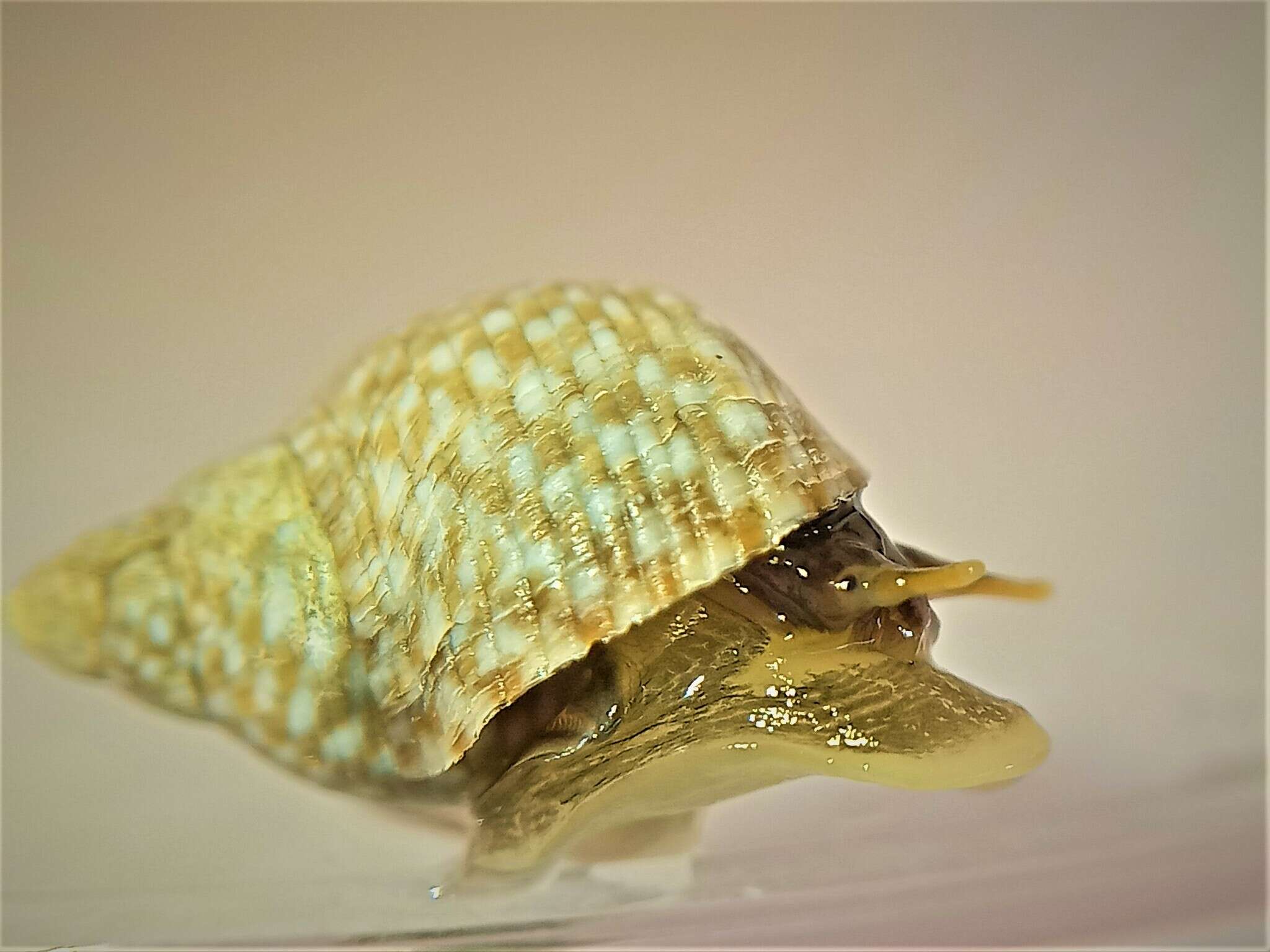 Image of Echinolittorina punctata (Gmelin 1791)