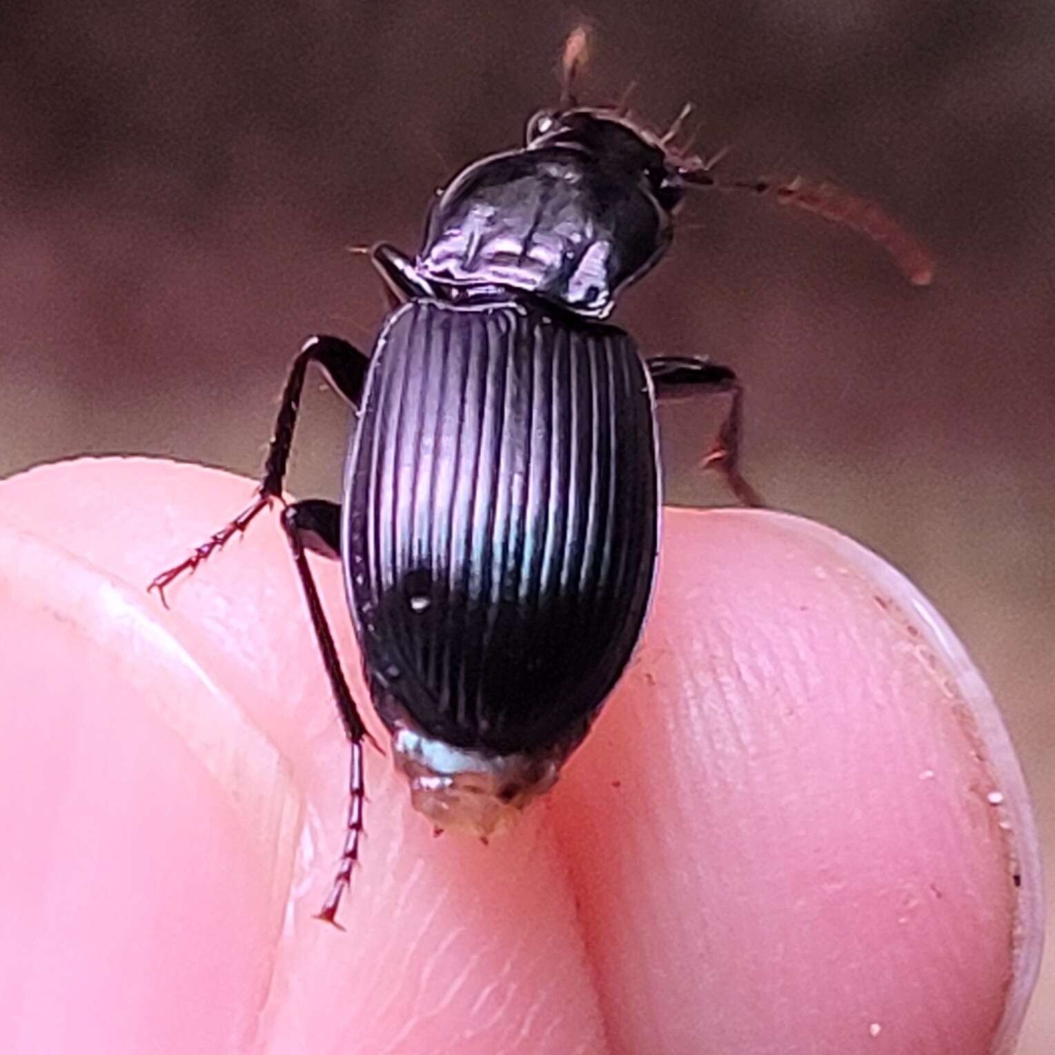 Imagem de Pterostichus (Hypherpes) nigrocaeruleus Van Dyke 1926