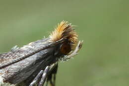 Image of Callisto denticulella (Thunberg 1794)