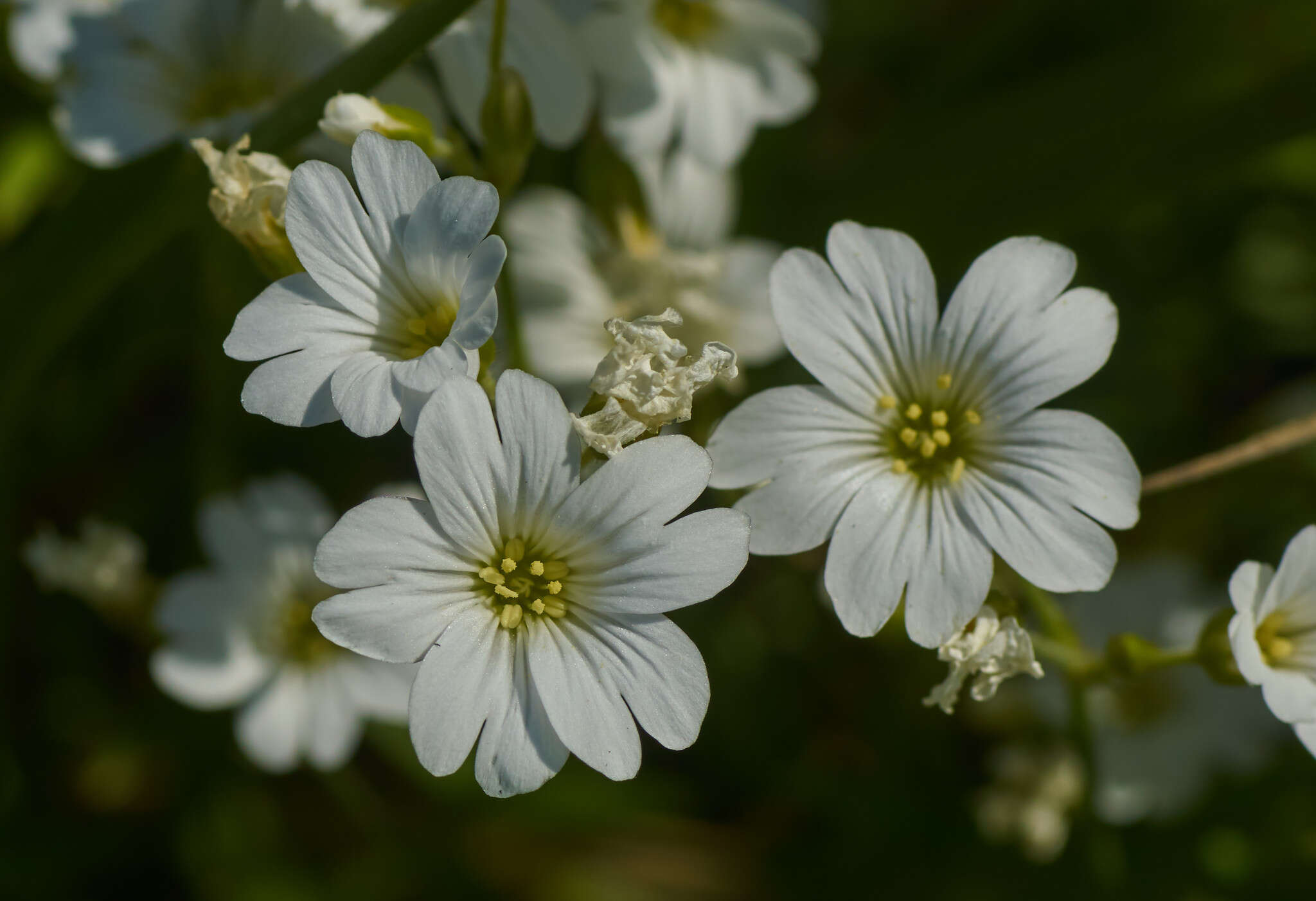 Image of Cerastium utriense G. Barberis