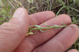 Image of mountain bladderpod