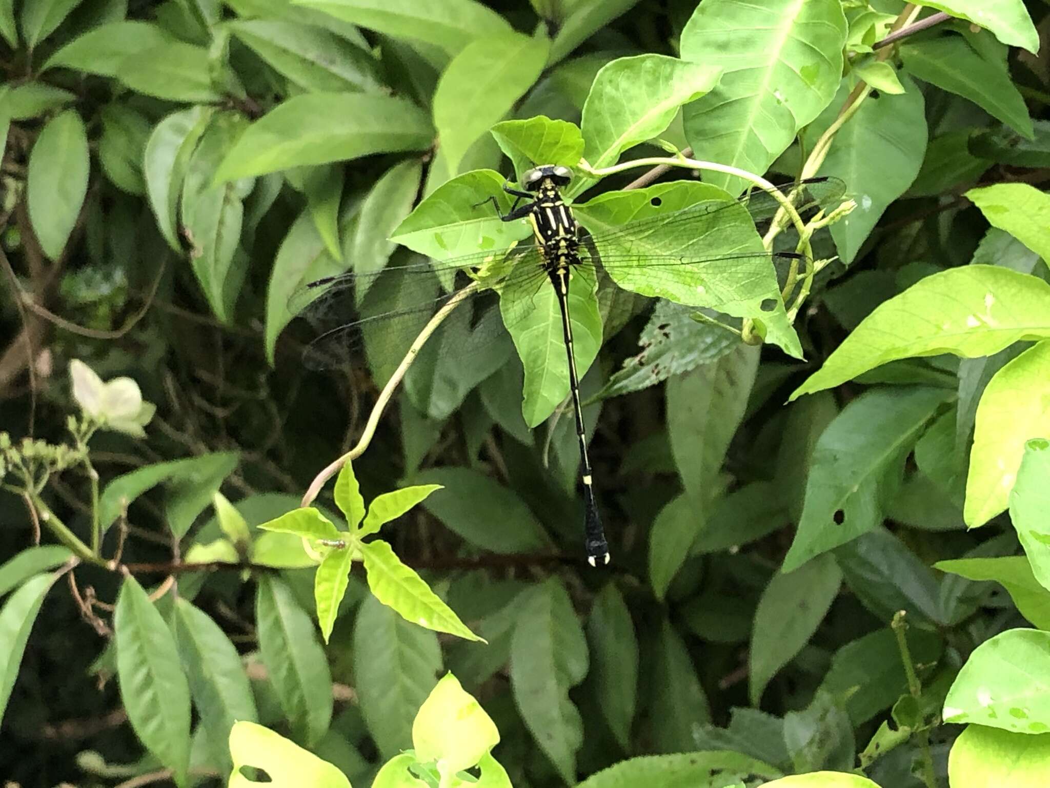 Image of Leptogomphus sauteri Ris 1912