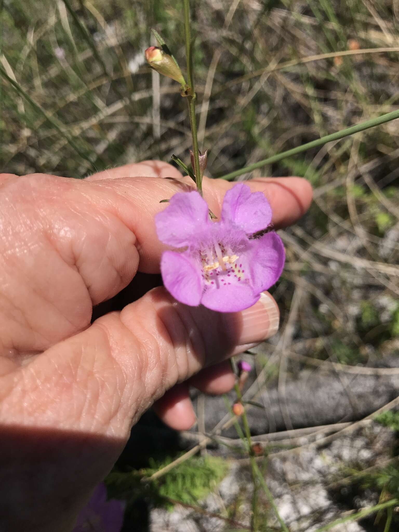 Image of coastal plain false foxglove