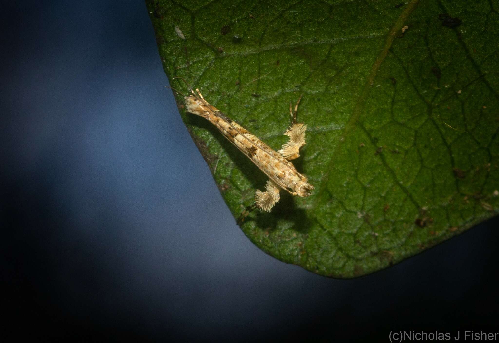 Imagem de Caloptilia plagata (Stainton 1862)