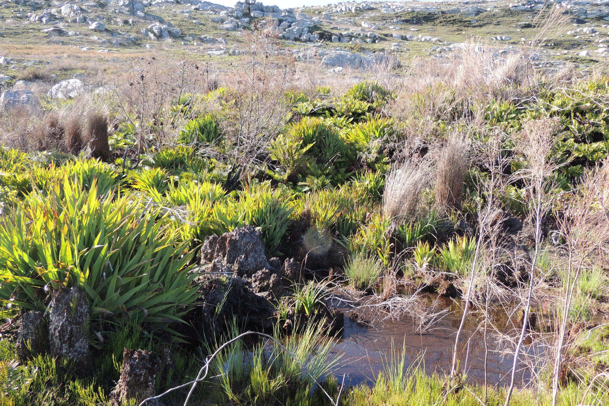 Image of Wachendorfia thyrsiflora Burm.