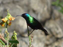 Image of Shining Sunbird