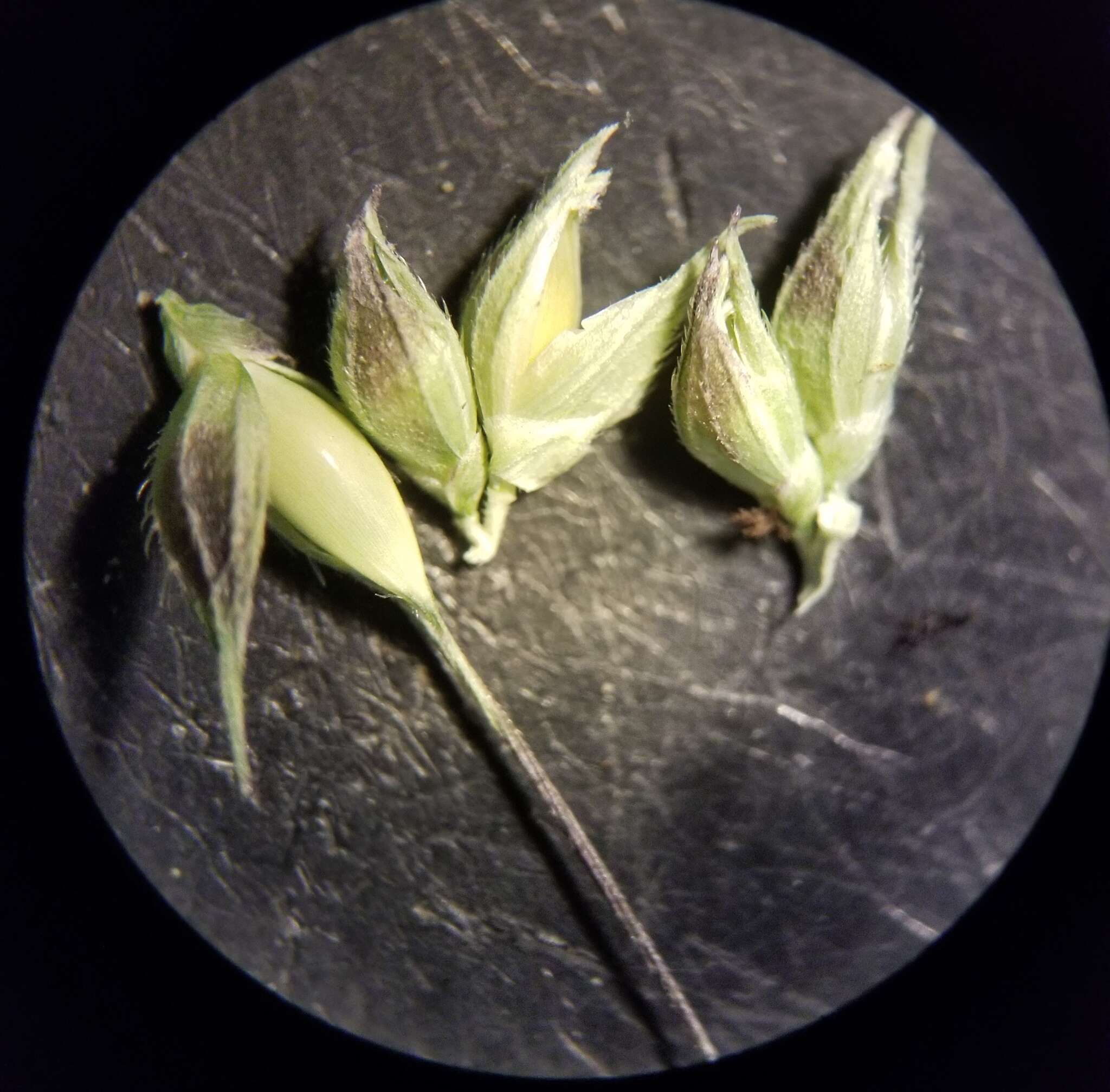 Image of gulf cockspur grass