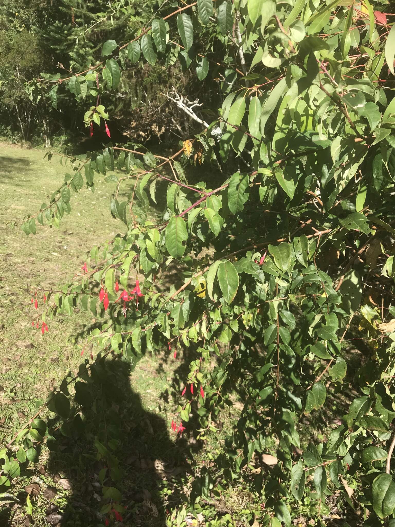 Image of Fuchsia regia (Vand. ex Vell.) Munz