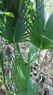 Image of Puerto Rico palmetto