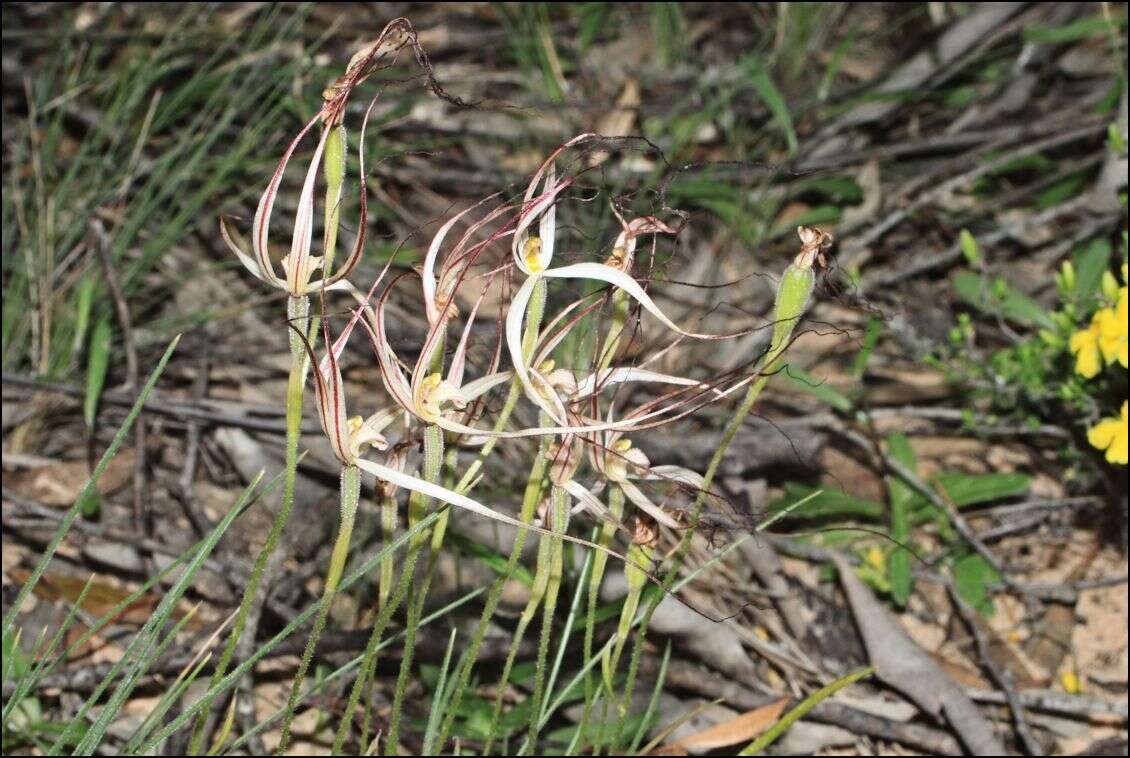 Image of Daddy-long-legs