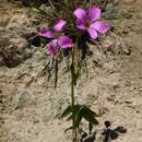 Image of Oxalis argentina Knuth