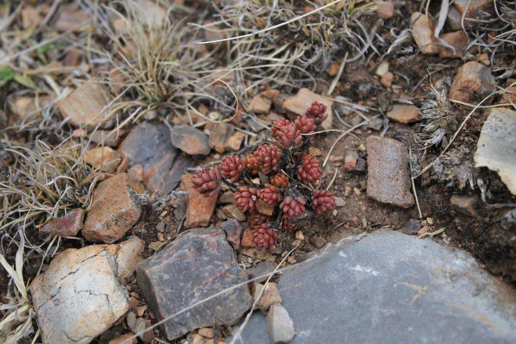 Слика од Sedum parvum Hemsl.