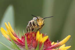 Image of Petulant Leaf-cutter Bee