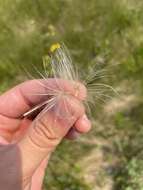 Image of Elk Thistle